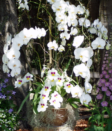 Orchid arrangement for a wedding