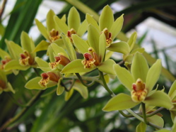 Green Cascading Cymbidium