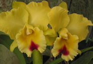 Cattleya