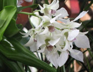 Dendrobium