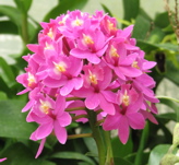 Epidendrum