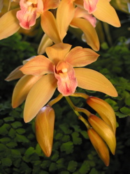 Cymbidium Joan Taylor