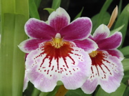 Miltonia