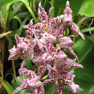 Odontoglossum