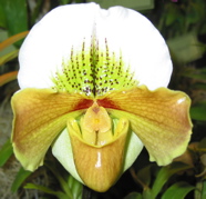 Paphiopedilum