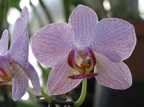 Phalaenopsis