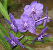 Vanda